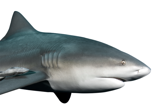 Shark