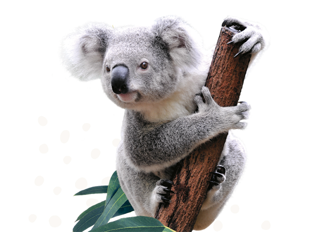 Koala