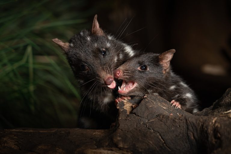 EasternQuoll