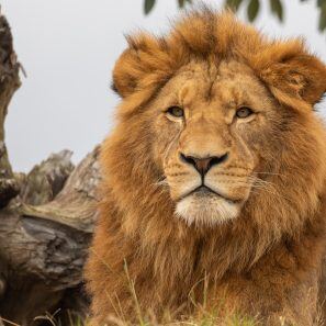 57e62dda-2d52-4aef-91f7-7f0a613bcc32_Lionencounter-qvvnnmydl5exjm44s1aa8egcy6hryvux5kzn6vsmhm