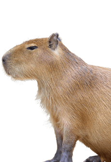 Capybara_Encounter_Animal