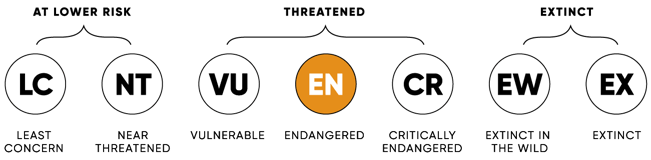 ConservationStatus_EN_2x-1