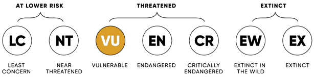 ConservationStatus_VU_2x