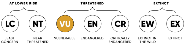 ConservationStatus_VU_2x
