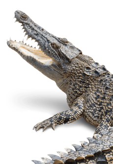 Crocodile_Encounter_Animal