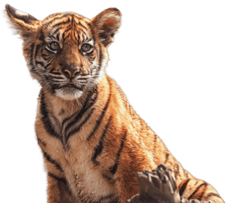 CubTiger-1