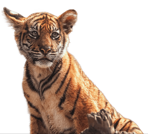 CubTiger