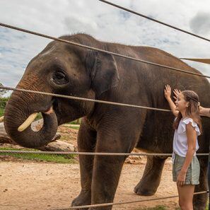 Elephant encounter