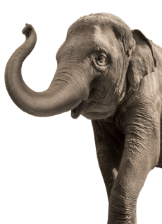 Elephant_Encounter_Animal