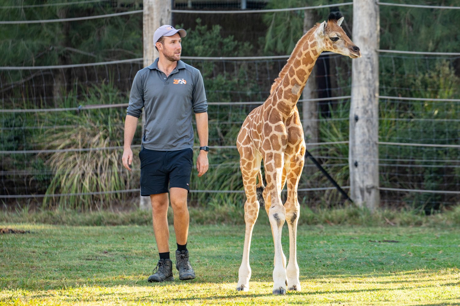 Giraffe Calf at Sydney Zoo in Eastern Creek