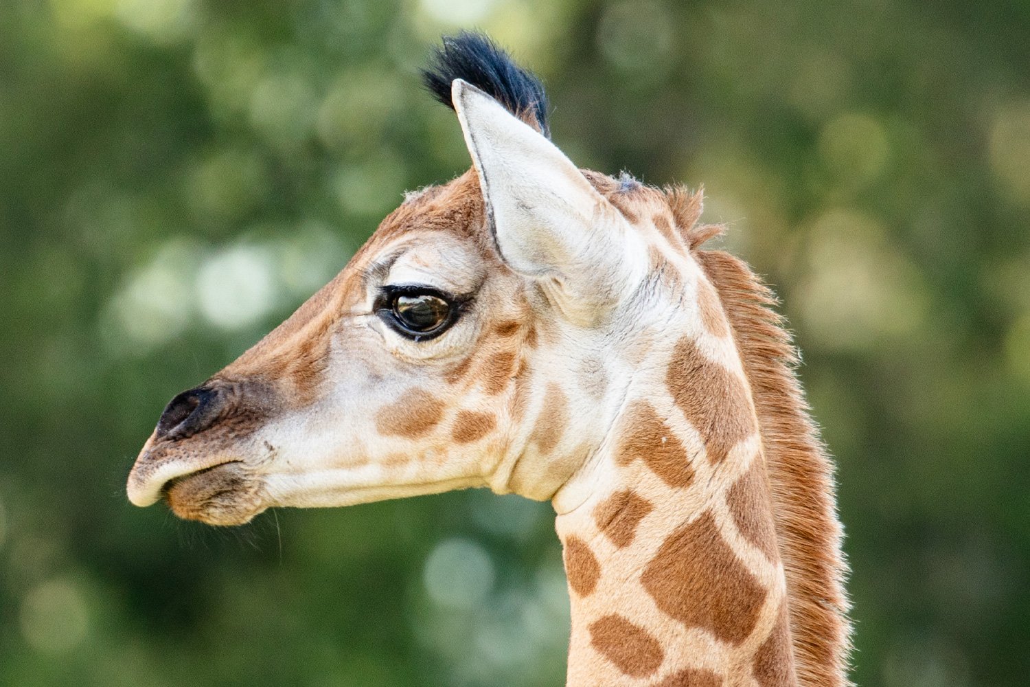 Giraffe Calf at Sydney Zoo in Eastern Creek