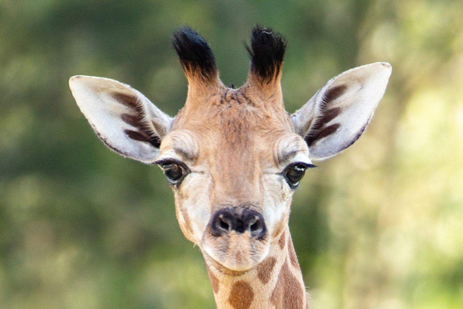 Giraffe Calf at Sydney Zoo in Eastern Creek