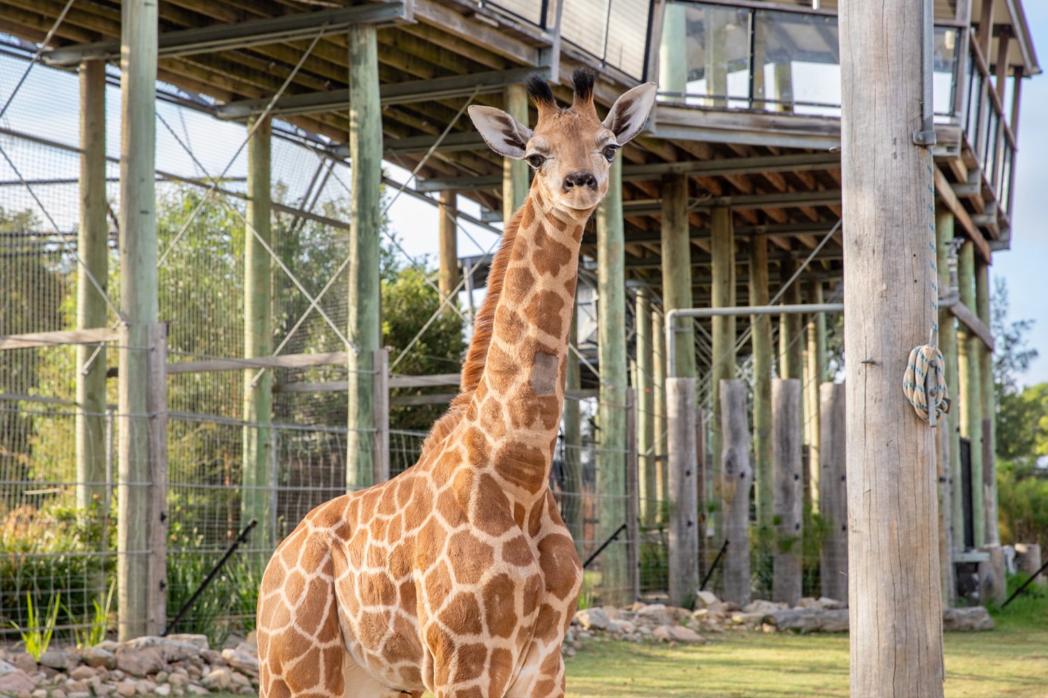 Giraffe Calf at Sydney Zoo in Eastern Creek