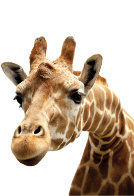 Giraffe_Encounter_Animal