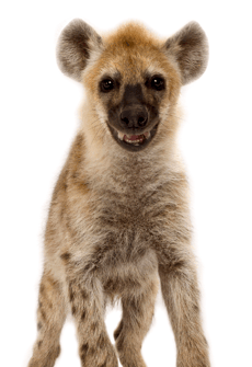 Hyena_Encounter_Animal