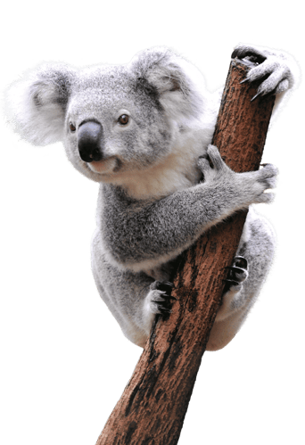 Koala_Encounter_Animal