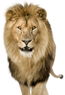 Lion_Encounter_Animal