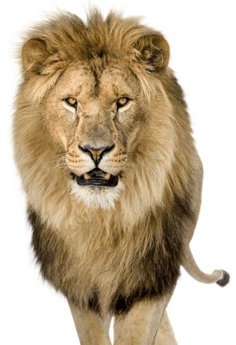 Lion_Encounter_Animal