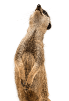 Meerkat_Encounter_Animal