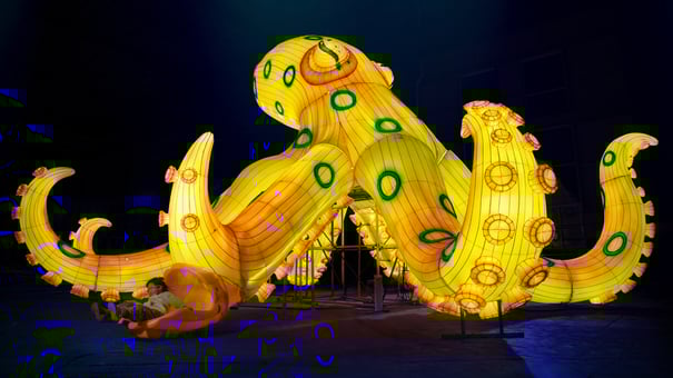 Octopus-1