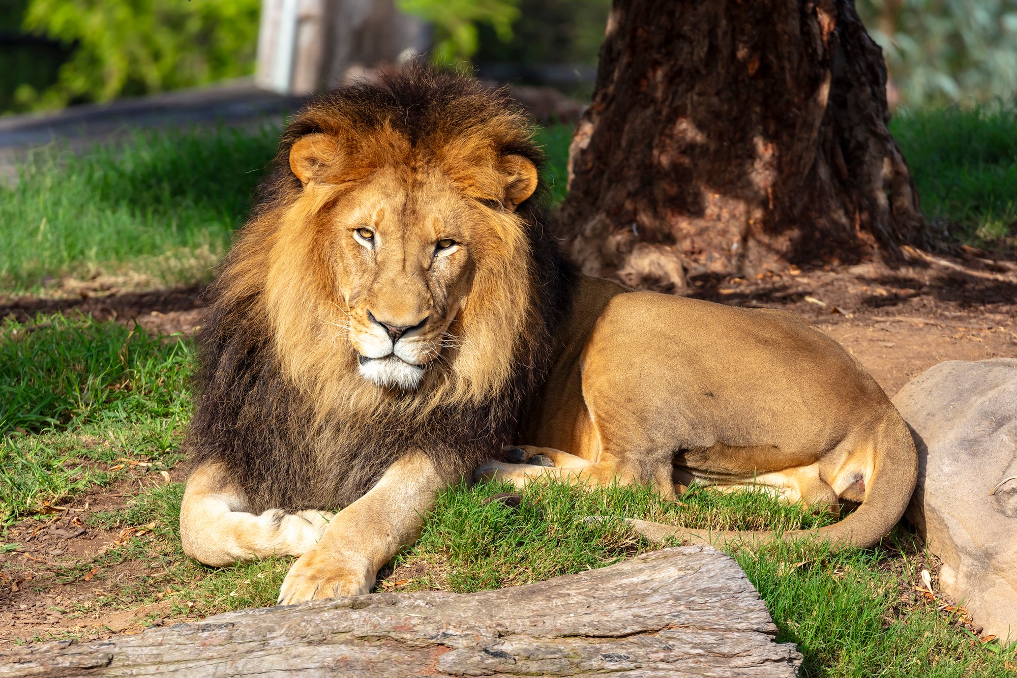 Phillip Wittke - Lion - 4