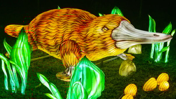 Platypus