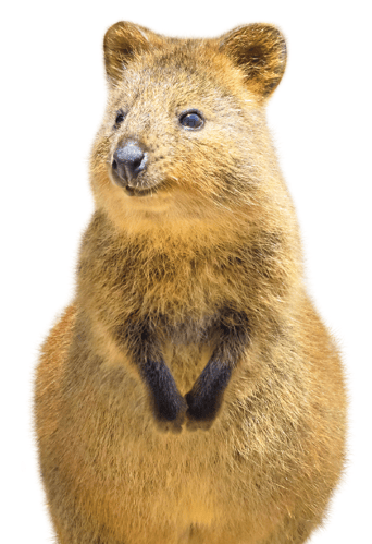 Quokka_Encounter_Animal