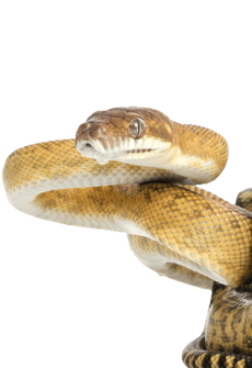 Reptile_Encounter_Animal