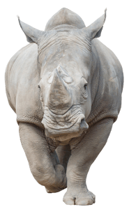 Rhino-1