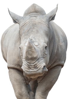 Rhino_Encounter_Animal