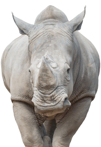 Rhino_Encounter_Animal