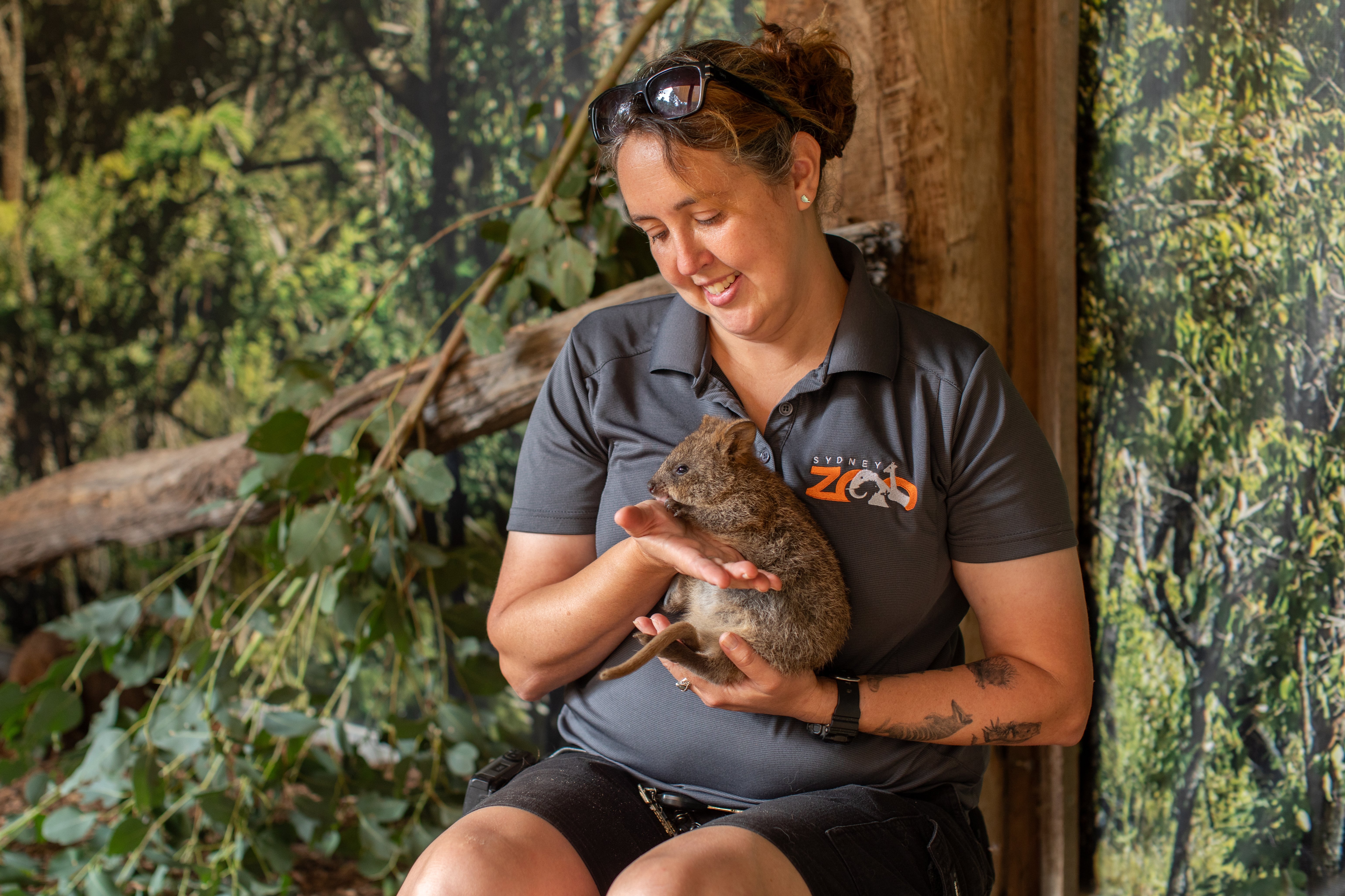 SZ_Australia_Quokka Joey