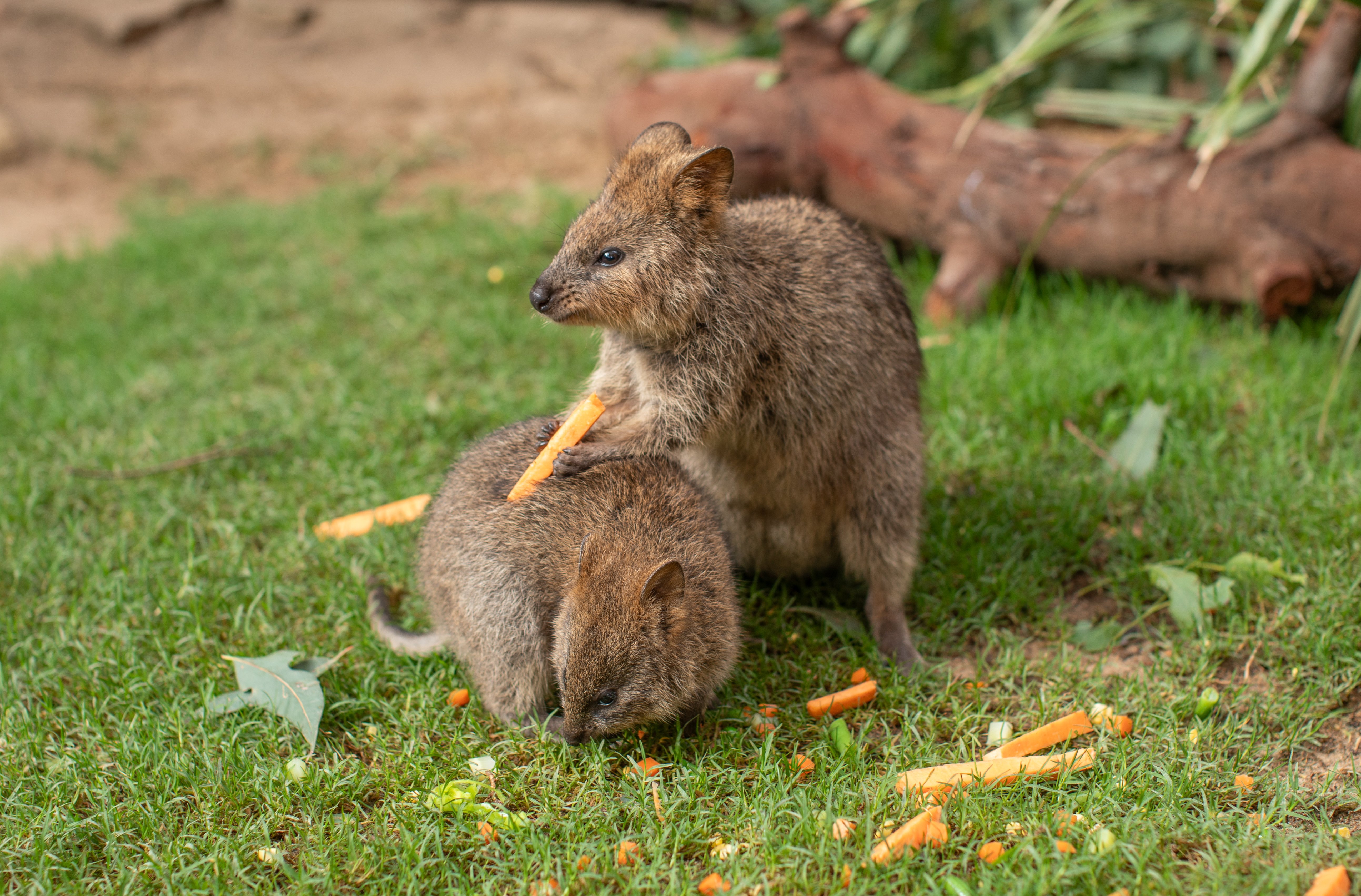 SZ_Australia_Quokka Joey_SYDZ8762