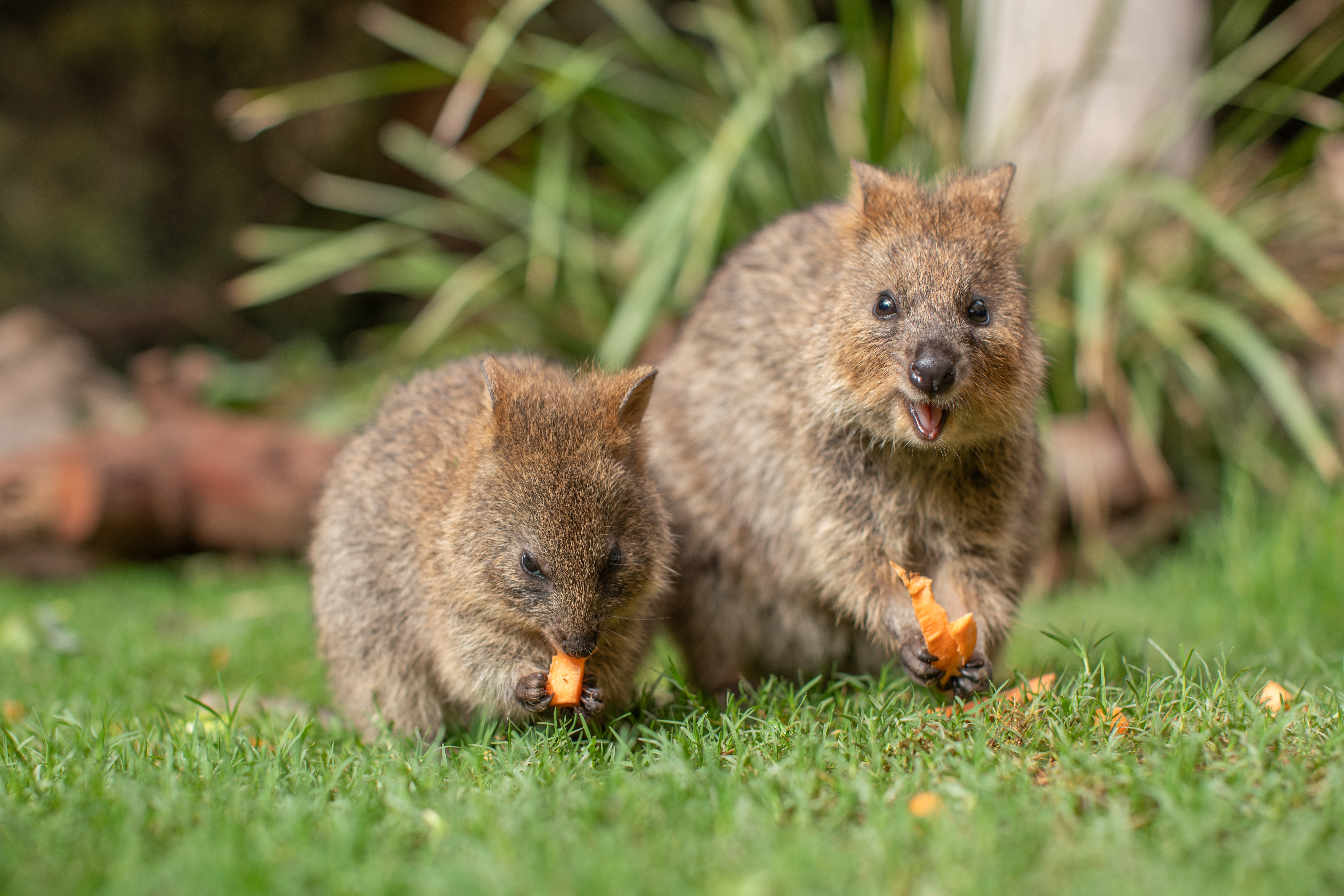 SZ_Australia_Quokka Joey_SYDZ8782