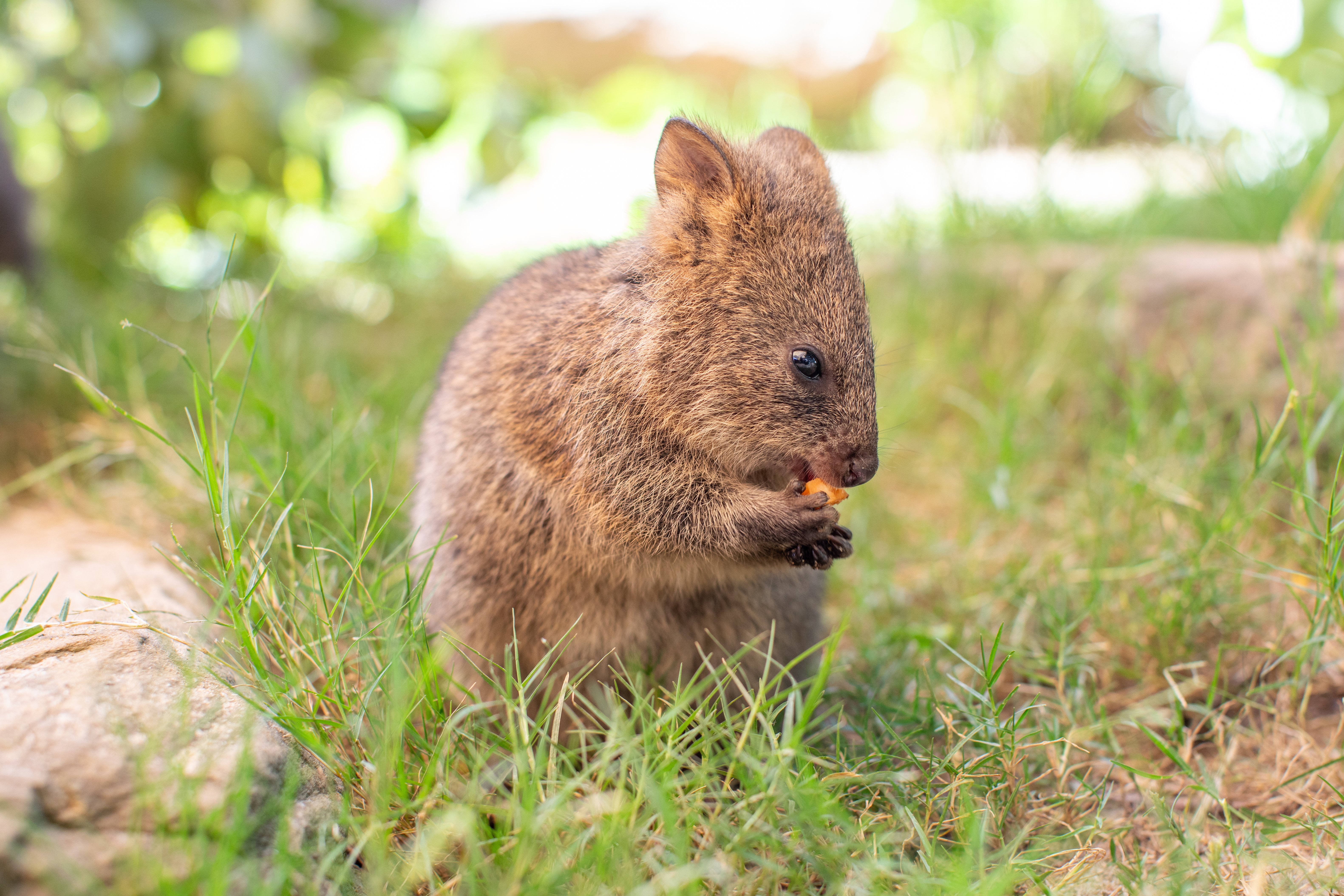 SZ_Australia_Quokka_SYDZ8230