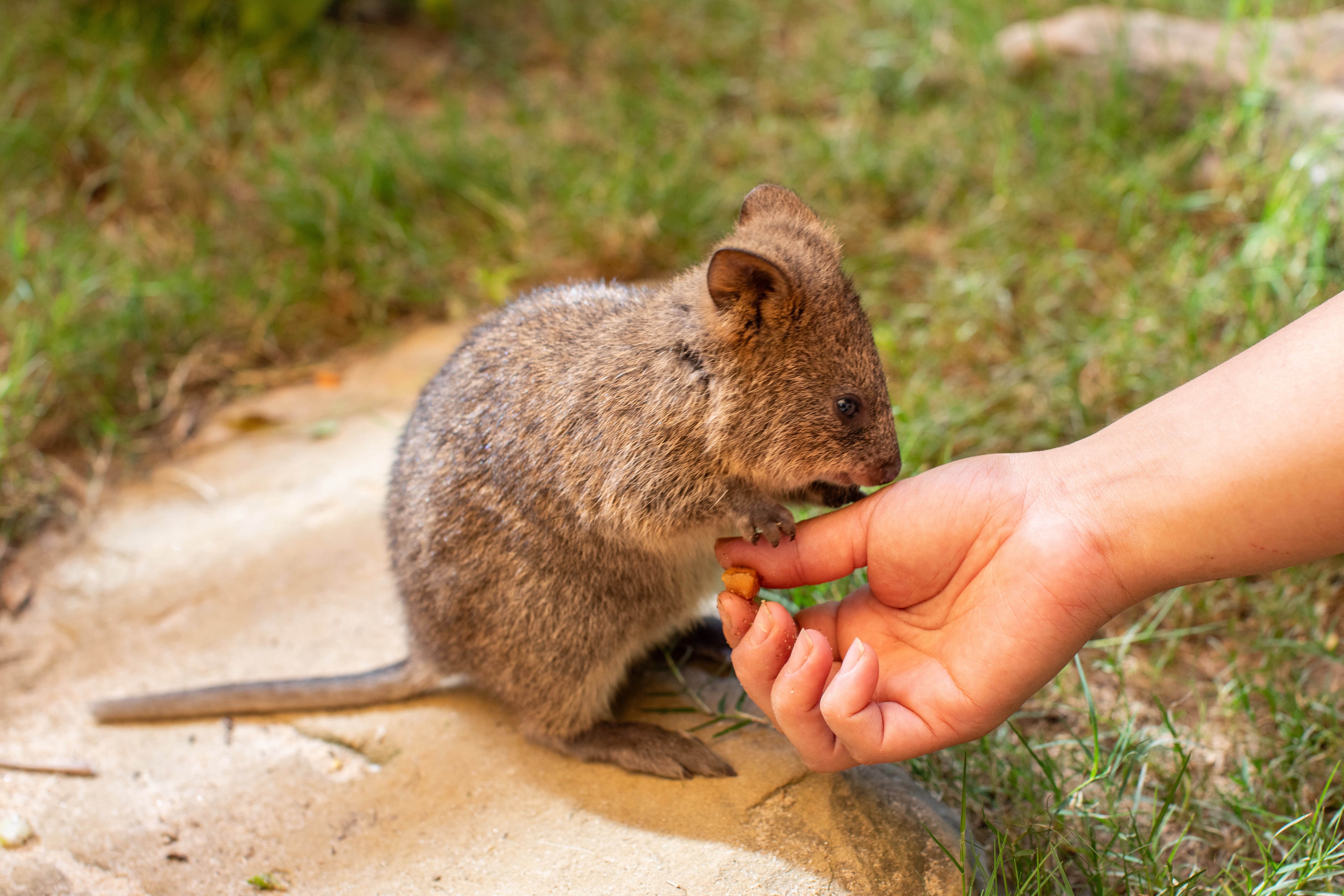 SZ_Australia_Quokka_SYDZ8467