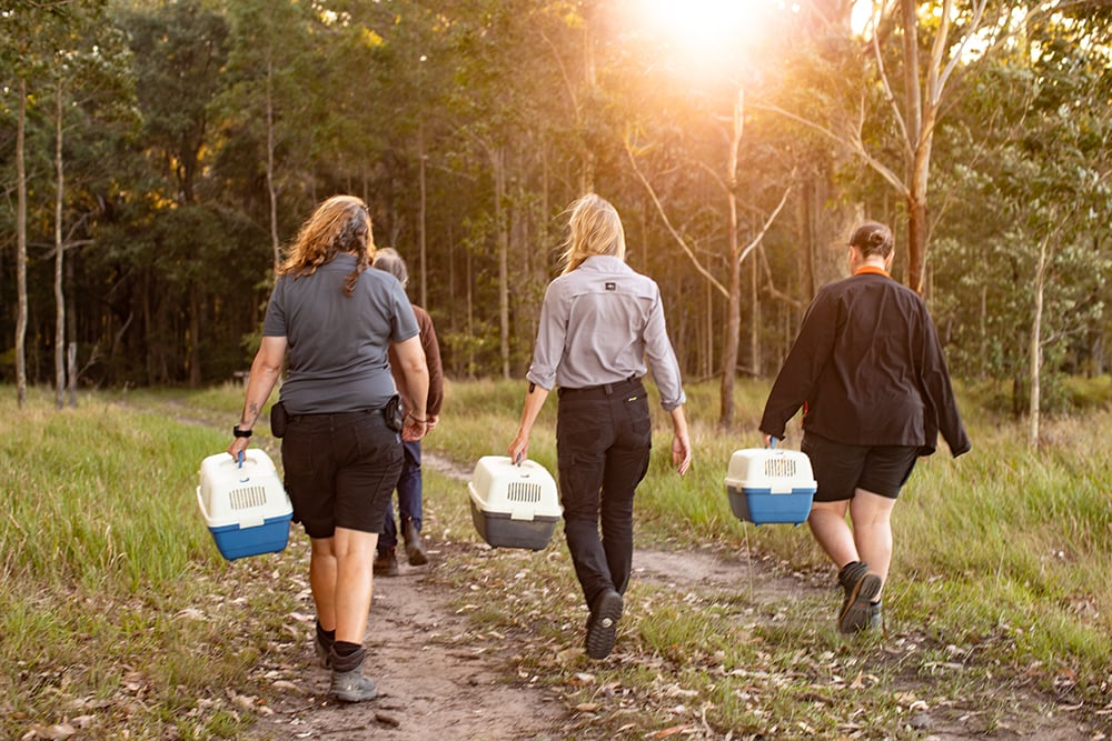 SZ_Quoll Rewilding Release 2_SYDZ5897-1