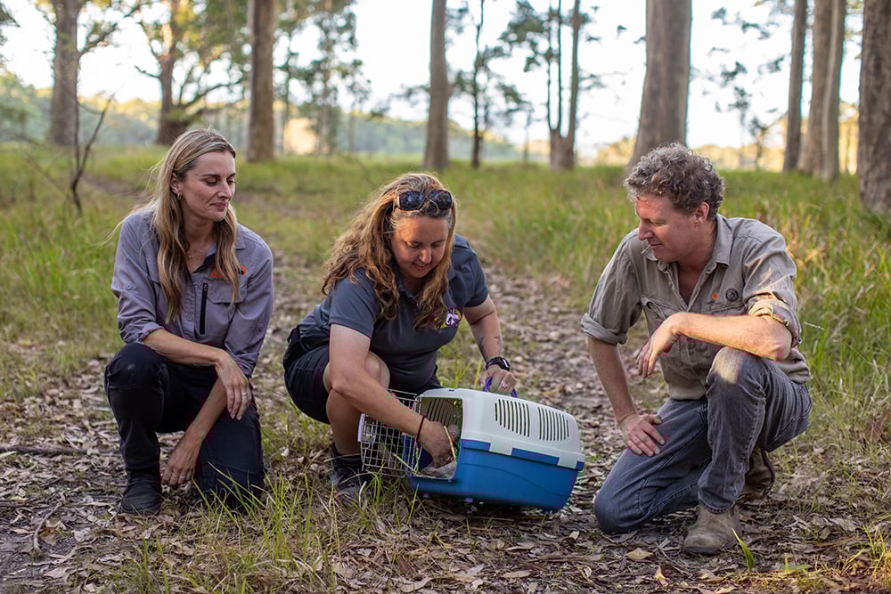 SZ_Quoll Rewilding Release 2_SYDZ5926