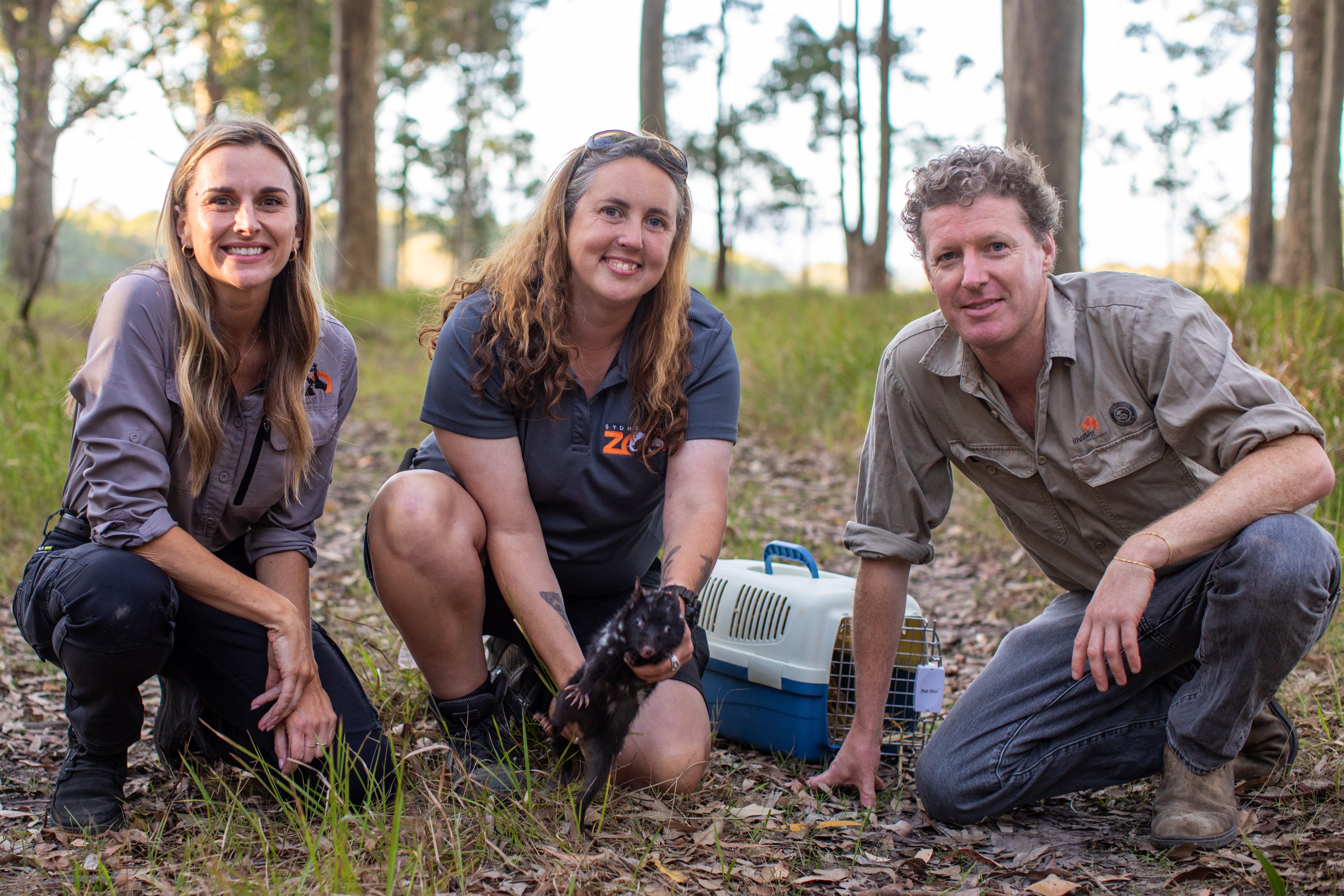 SZ_Quoll Rewilding Release 2_SYDZ5957