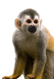 SquirrelMonkey_Encounter_Animal