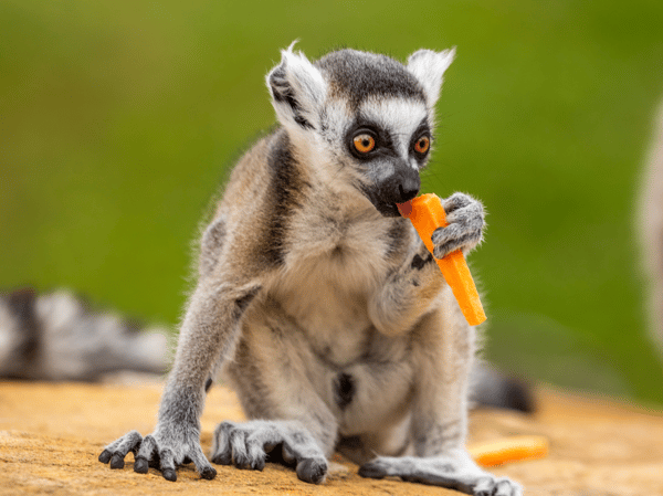 SummerLemur