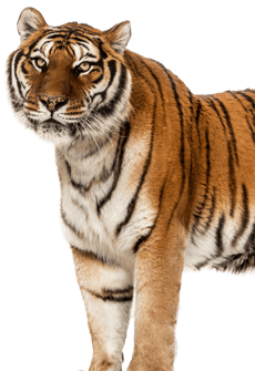 Tiger_Encounter_Animal