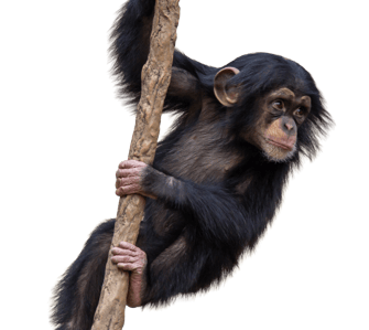 TransparentChimp