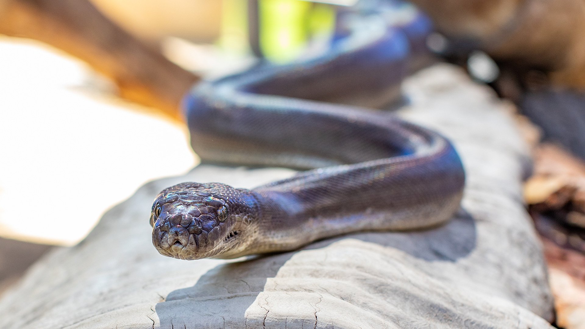 Wild Australia Live Show