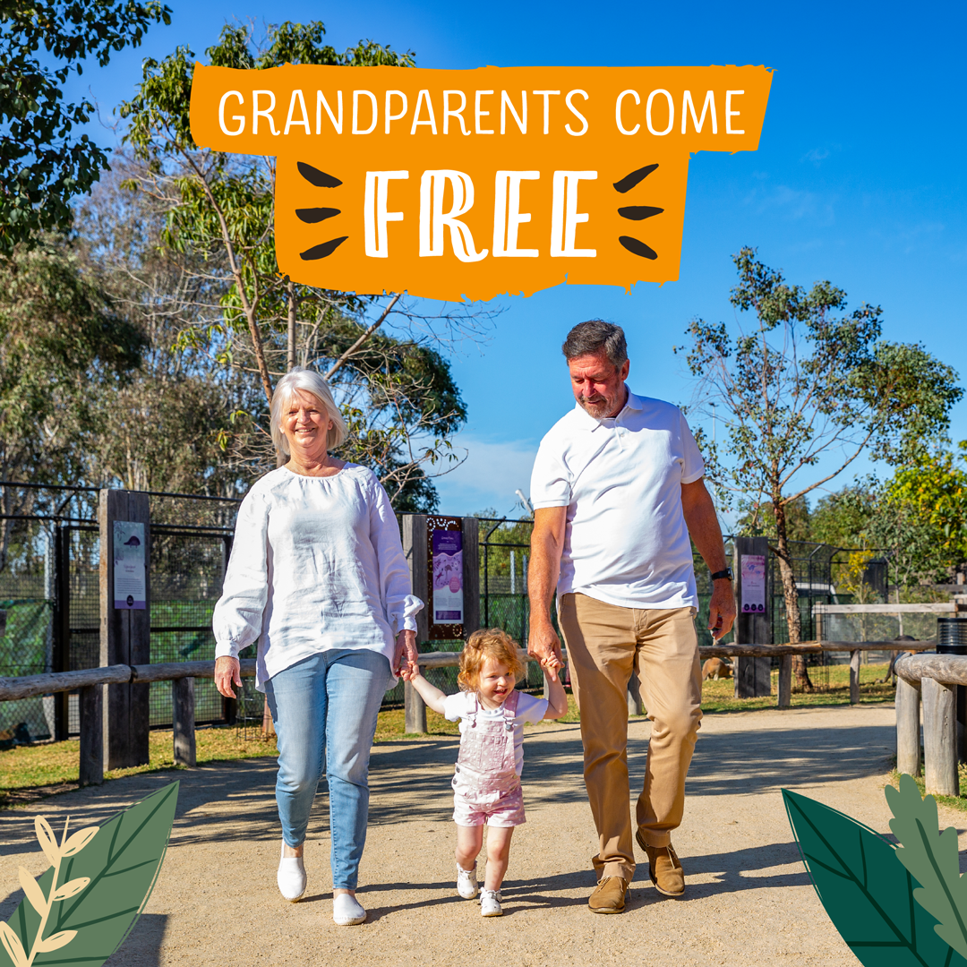 Celebrate Grandparents Day at Sydney Zoo! 