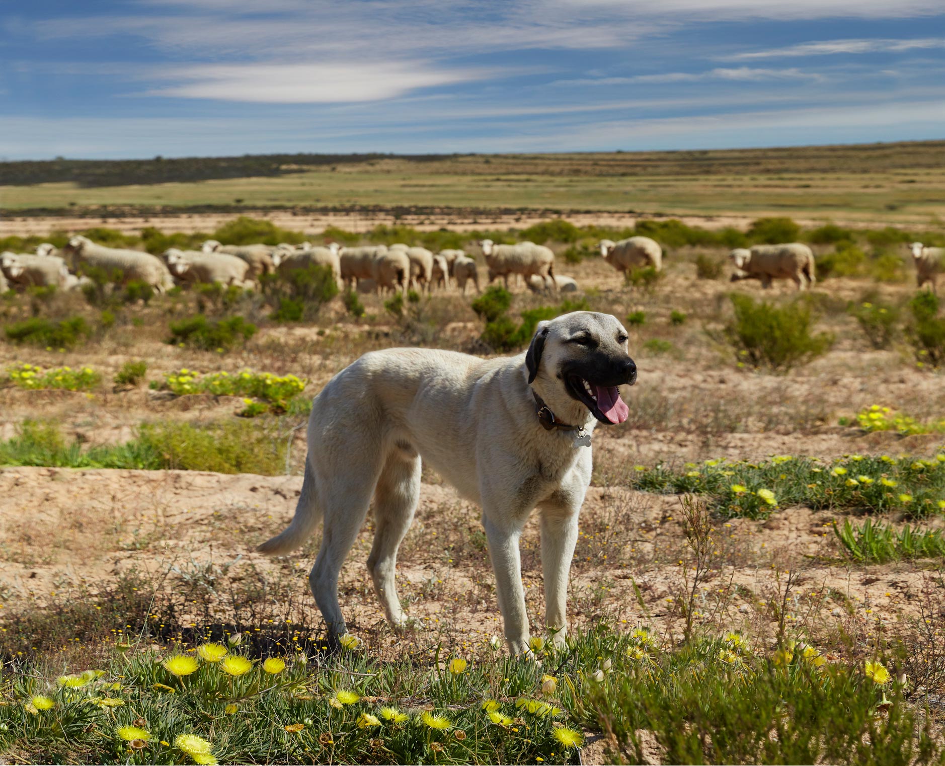 Anatolian-Shepherd-dogs-landscape
