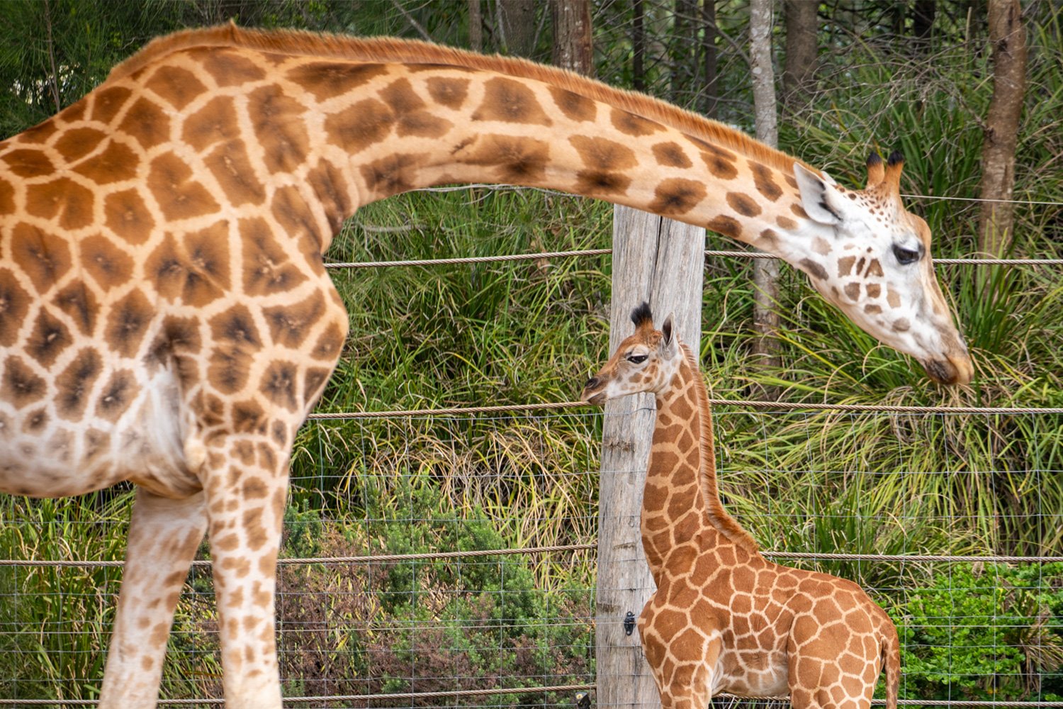 Giraffe Calf at Sydney Zoo in Eastern Creek
