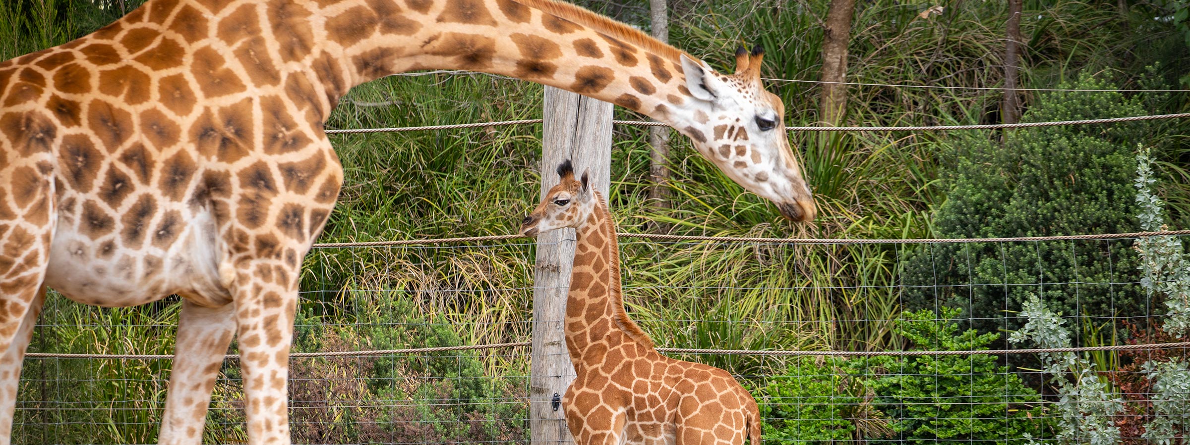 BlogGiraffeCalf-Header-Desktop