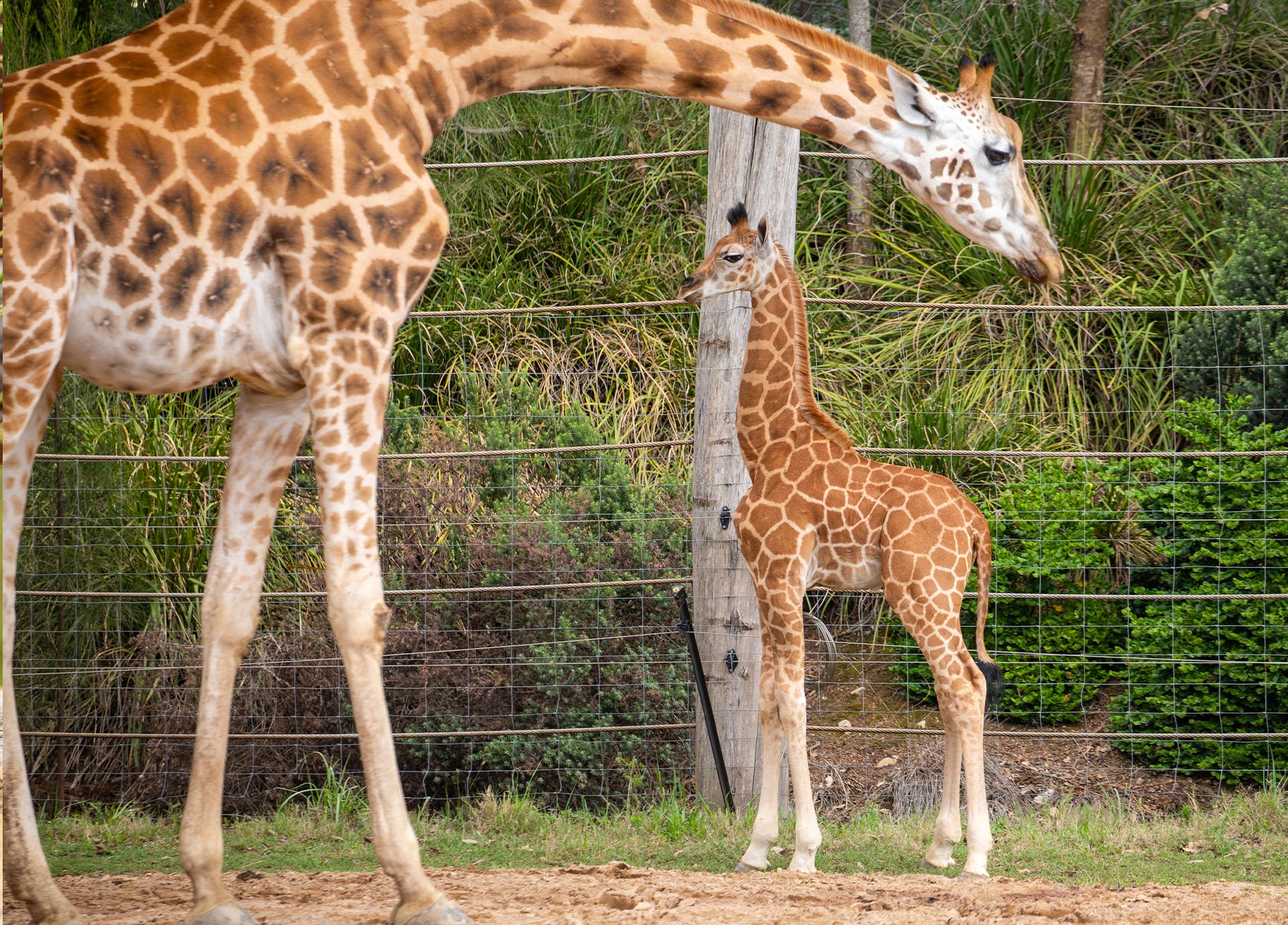 BlogGiraffeCalf-Header-Mobile
