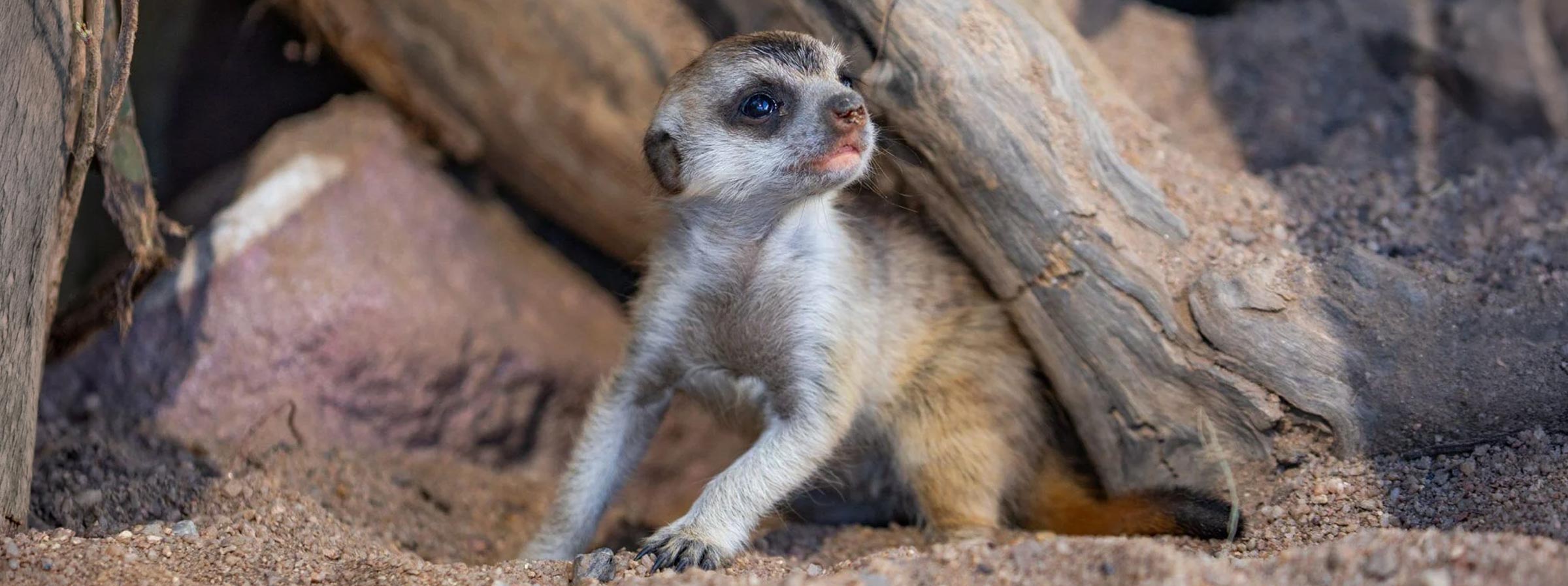 BlogMeerkatBabies-Header-Desktop